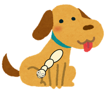 犬の感染