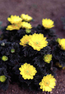 �t�N�W���\�E