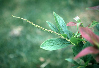 �n�i�q���m�L