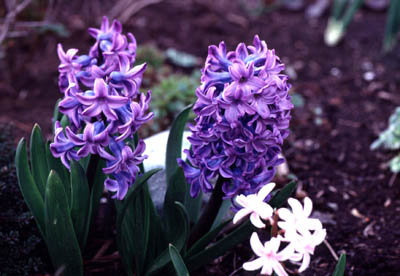 �q���V���X