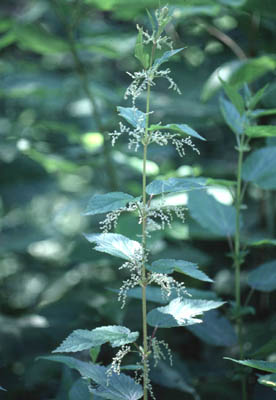 �G�]�C���N�T