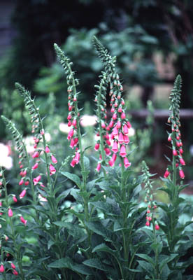 �W�M�^���X