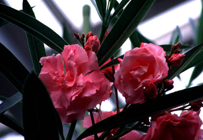 �L���E�`�N�g�E