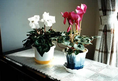 �V�N������