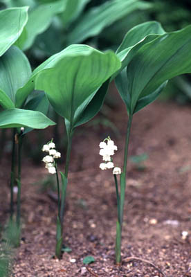 �X�Y����