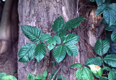 �c�^�E���V