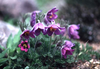 �Z�C���E�I�L�i�O�T